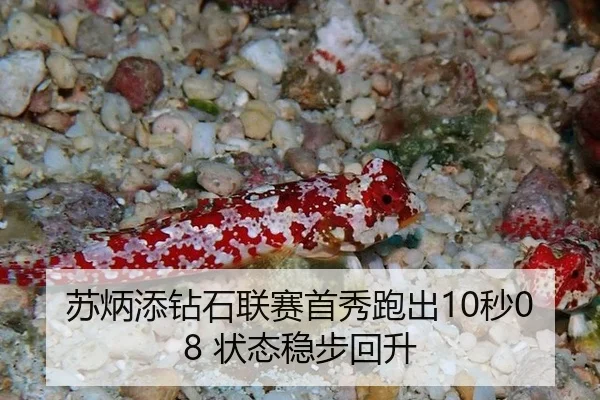 su-bing-tian-zuan-shi-lian-sai-shou-xiu-pao-chu-miao-zhuang-tai-wen-bu-hui-sheng-2-336.jpg